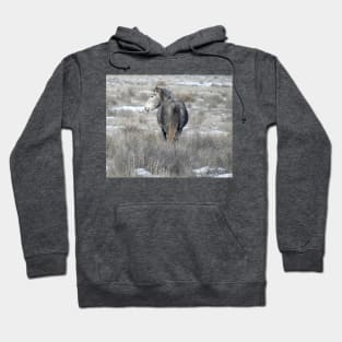 Wild horses, wildlife, gifts, Arizona, Misty Grey Hoodie